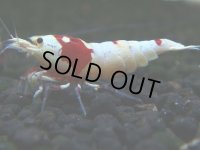 121　H【決算スペシャル】ブランドレッドビー100連発！！パヨ