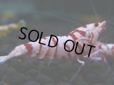 013　H【決算スペシャル】超特価！いきなりサヤチャンス100連発！