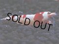 170　H【決算スペシャル】ブランドレッドビー100連発！！ebi squid