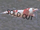 170　H【決算スペシャル】ブランドレッドビー100連発！！ebi squid