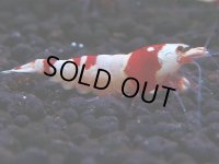 170　H【決算スペシャル】ブランドレッドビー100連発！！ebi squid