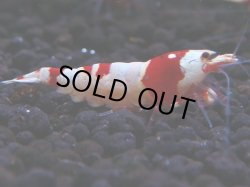 画像1: 170　H【決算スペシャル】ブランドレッドビー100連発！！ebi squid