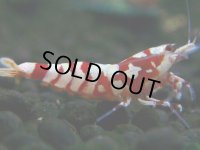 095　H【決算スペシャル】超特価！いきなりサヤチャンス100連発！