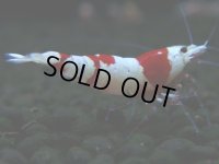114　H【決算スペシャル】ブランドレッドビー100連発！！三好池のトシ