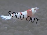 196　H【決算スペシャル】ブランドレッドビー100連発！！涼風シュリンプ