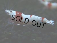 133　H【決算スペシャル】ブランドレッドビー100連発！！パヨ