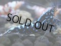 045　H【決算スペシャル】超特価！いきなりサヤチャンス100連発！