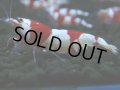 120　H【決算スペシャル】ブランドレッドビー100連発！！三好池のトシ