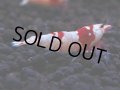 178　H【決算スペシャル】ブランドレッドビー100連発！！ebi squid