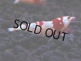178　H【決算スペシャル】ブランドレッドビー100連発！！ebi squid