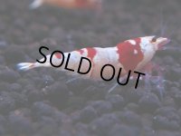 178　H【決算スペシャル】ブランドレッドビー100連発！！ebi squid