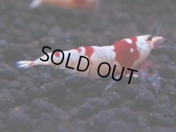 画像1: 178　H【決算スペシャル】ブランドレッドビー100連発！！ebi squid