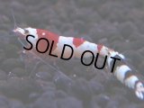 161　H【決算スペシャル】ブランドレッドビー100連発！！ebi squid