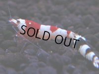 161　H【決算スペシャル】ブランドレッドビー100連発！！ebi squid