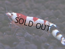 画像1: 161　H【決算スペシャル】ブランドレッドビー100連発！！ebi squid