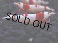 172　H【決算スペシャル】ブランドレッドビー100連発！！ebi squid