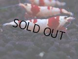 172　H【決算スペシャル】ブランドレッドビー100連発！！ebi squid