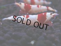 172　H【決算スペシャル】ブランドレッドビー100連発！！ebi squid