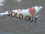 125　H【決算スペシャル】ブランドレッドビー100連発！！パヨ