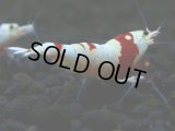 135　H【決算スペシャル】ブランドレッドビー100連発！！パヨ