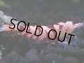 017　H【決算スペシャル】超特価！いきなりサヤチャンス100連発！