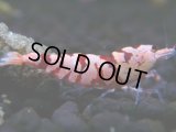 017　H【決算スペシャル】超特価！いきなりサヤチャンス100連発！