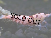 017　H【決算スペシャル】超特価！いきなりサヤチャンス100連発！