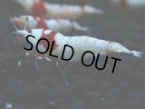 128　H【決算スペシャル】ブランドレッドビー100連発！！パヨ