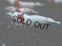 128　H【決算スペシャル】ブランドレッドビー100連発！！パヨ