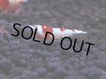 174　H【決算スペシャル】ブランドレッドビー100連発！！ebi squid
