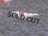 174　H【決算スペシャル】ブランドレッドビー100連発！！ebi squid