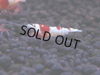 174　H【決算スペシャル】ブランドレッドビー100連発！！ebi squid