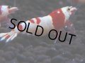 165　H【決算スペシャル】ブランドレッドビー100連発！！ebi squid