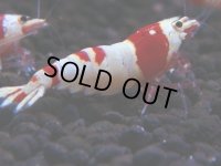 165　H【決算スペシャル】ブランドレッドビー100連発！！ebi squid
