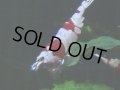 109　H【決算スペシャル】ブランドレッドビー100連発！！三好池のトシ