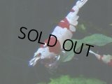 109　H【決算スペシャル】ブランドレッドビー100連発！！三好池のトシ
