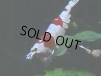 109　H【決算スペシャル】ブランドレッドビー100連発！！三好池のトシ