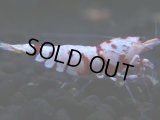 047　H【決算スペシャル】超特価！いきなりサヤチャンス100連発！