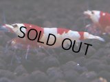 180　H【決算スペシャル】ブランドレッドビー100連発！！ebi squid