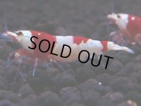 180　H【決算スペシャル】ブランドレッドビー100連発！！ebi squid