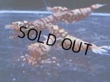 1006　H【決算スペシャル！】初登場！Fan Shrimp レッドシュガー ここからでも出る！ 画像プラケ内丸ごとセット
