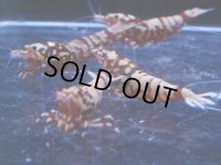 1006　H【決算スペシャル！】初登場！Fan Shrimp レッドシュガー ここからでも出る！ 画像プラケ内丸ごとセット