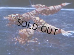 画像1: 1006　H【決算スペシャル！】初登場！Fan Shrimp レッドシュガー ここからでも出る！ 画像プラケ内丸ごとセット