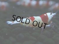 103　H【決算スペシャル】ブランドレッドビー100連発！！三好池のトシ