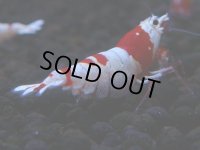 151　H【決算スペシャル】ブランドレッドビー100連発！！Y’ｓBee