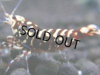 035　H【決算スペシャル】超特価！いきなりサヤチャンス100連発！