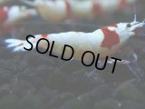 127　H【決算スペシャル】ブランドレッドビー100連発！！パヨ