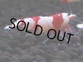 164　H【決算スペシャル】ブランドレッドビー100連発！！ebi squid