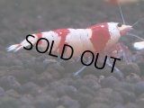 164　H【決算スペシャル】ブランドレッドビー100連発！！ebi squid