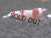 164　H【決算スペシャル】ブランドレッドビー100連発！！ebi squid
